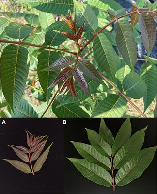 Classification of Toona sinensis Young Leaves Using Machine Learning and UAV-Borne Hyperspectral Imagery